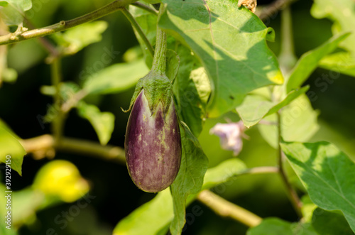 brinjal/eggplant/Solanum melongena