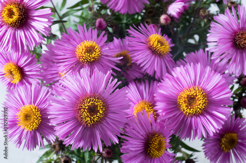 Lilac asters isolated on white and gray background