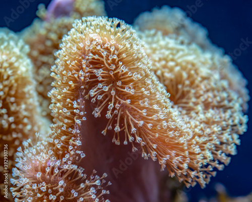 Fototapeta Naklejka Na Ścianę i Meble -  Close-up of white, star-shaped skin polyps of weeping willow, soft corals