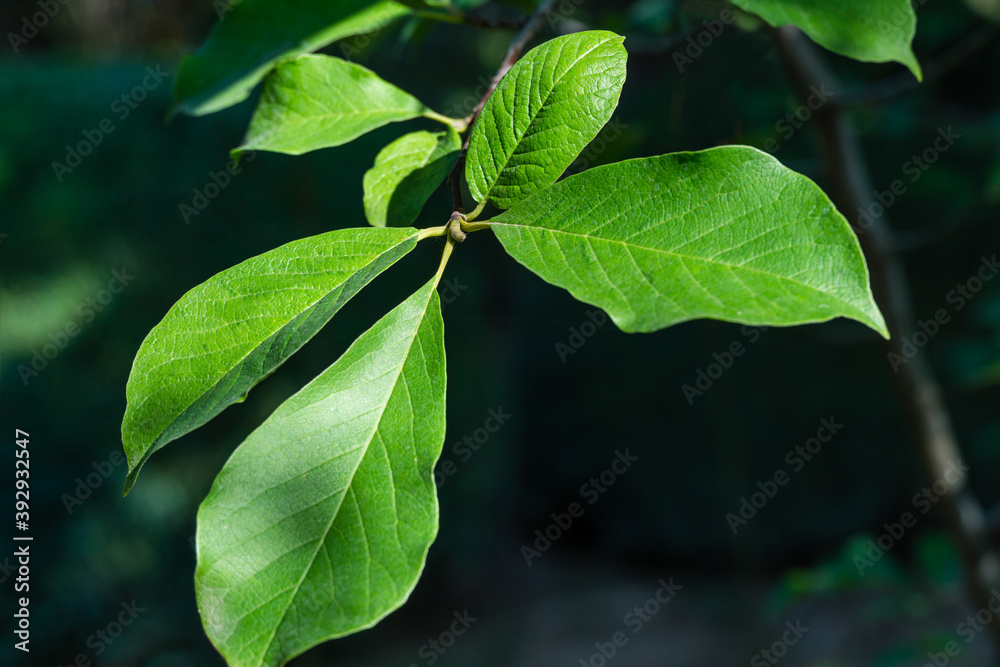 Dark-green leaves of Magnolia soulangeana in autumn garden against green blurred backdrop. Nature concept for any design background. Place for your text