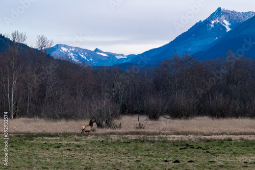 Elk in a Field near Snoqualmie and North Bend  Washington