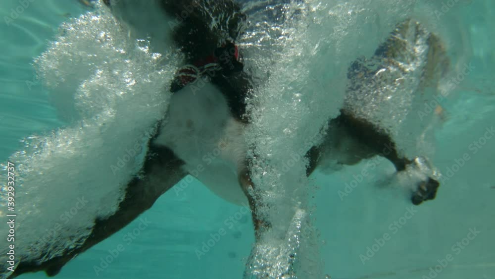 Dog jumps into swimming pool in slow motion, underwater pov
