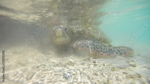 Close up, sea turtle in shallow water
