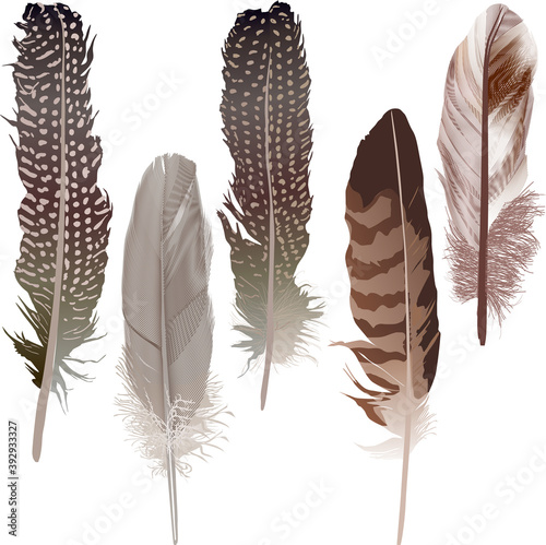 five brown feathers isolated on white