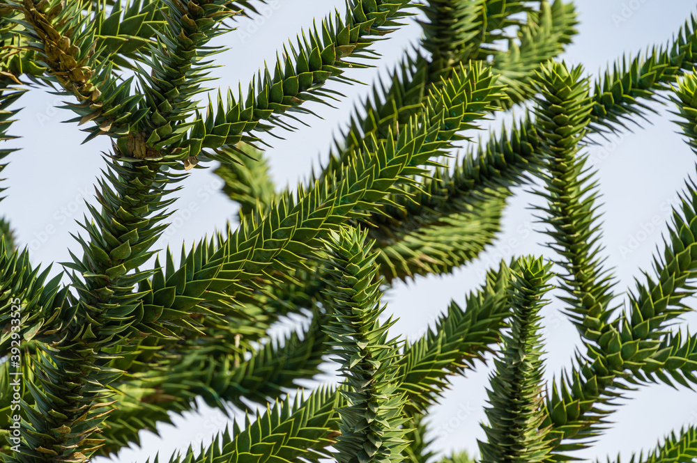 Close-up of spiky green branch Araucaria araucana, monkey puzzle tree, monkey tail tree, or Chilean pine in public landscape city park Krasnodar or 'Galitsky park' in sunny autumn 2020 Close-up of spiky green branch Araucaria araucana, monkey puzzle tree, monkey tail tree, or Chilean pine in public landscape city park Krasnodar or 'Galitsky park' in sunny autumn 2020