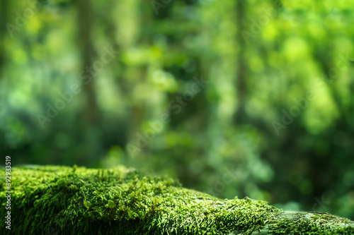 Fototapeta Naklejka Na Ścianę i Meble -  Green moss close up, forest landscape background. Sochi National Park, Yew-boxwood grove