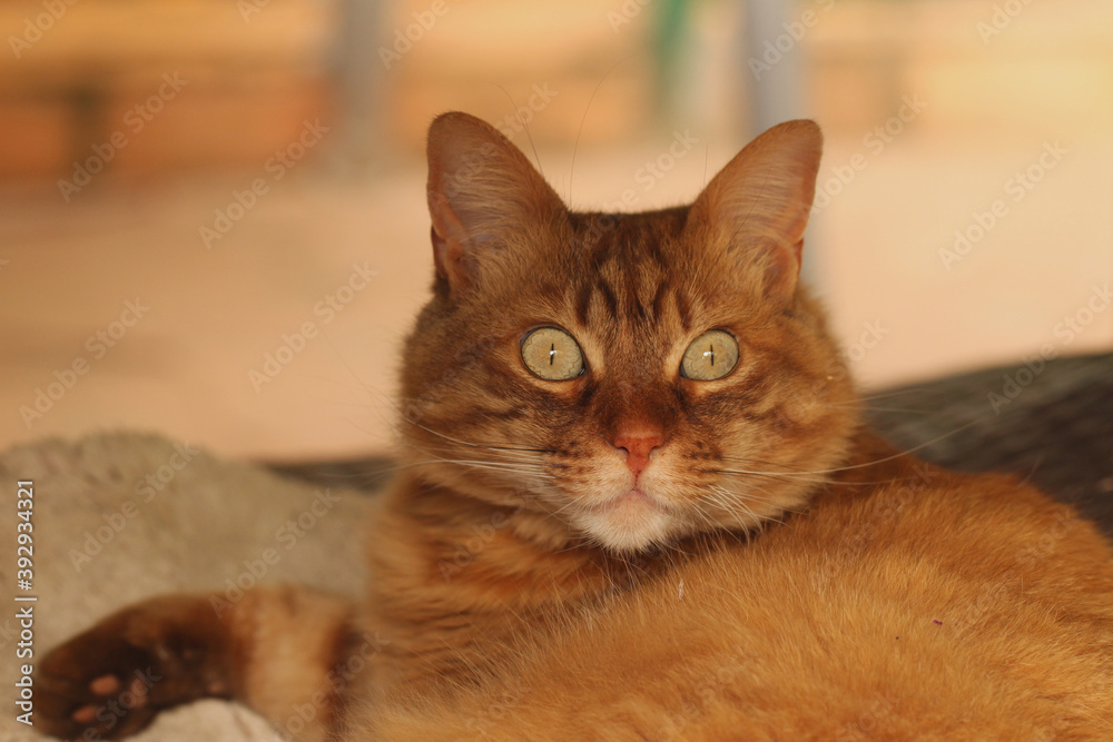 Cat chilling on the roof