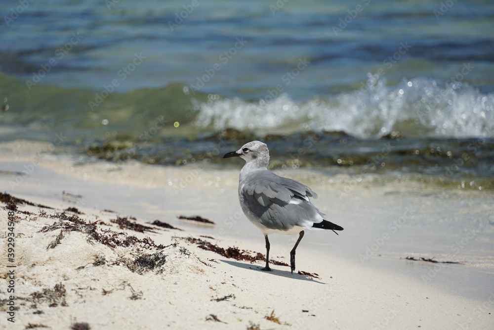 mexico, quintana roo, sky, sea, caribbean, clouds, cristalline, water, mangroves, playa del carmen, sandos caracol, nature mexico, quintana roo, sky, sea, caribbean, clouds, cristalline, water, mangroves, playa del carmen, sandos caracol, nature