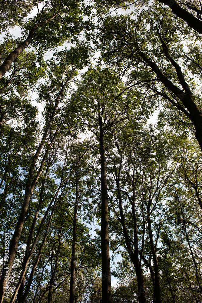 Fototapeta premium tall trees against the blue sky, autumn deciduous forest
