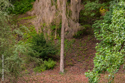 Einzelner kranker Nadelbaum in einem Mischwald am Hang in Deutschland photo