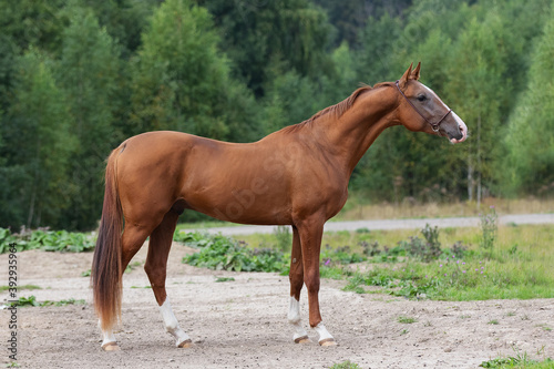 Chestnut horse stands on natural summer background, profile side view, exterior