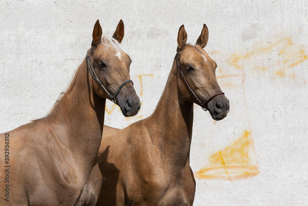 Head's of a two beautiful horses on white background, portrait in motion closeup.