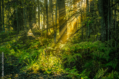 Light-flooded forest with sunbeams