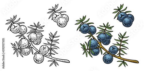 Branch of Juniper with berries. Vintage vector color engraving photo