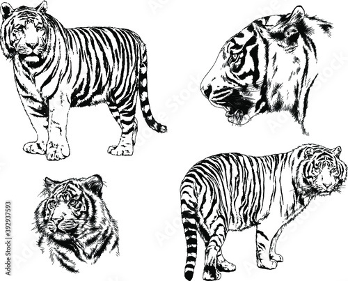 vector drawings sketches different predator   tigers lions cheetahs and leopards are drawn in ink by hand   objects with no background  