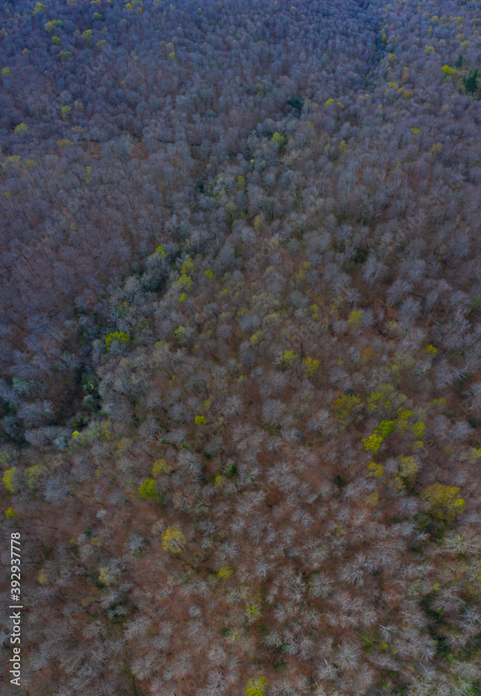 Springtime, Beech forest, Altube, Gorbeia Natural Park, Alava, Basque Country, Spain, Europe Springtime, Beech forest, Altube, Gorbeia Natural Park, Alava, Basque Country, Spain, Europe
