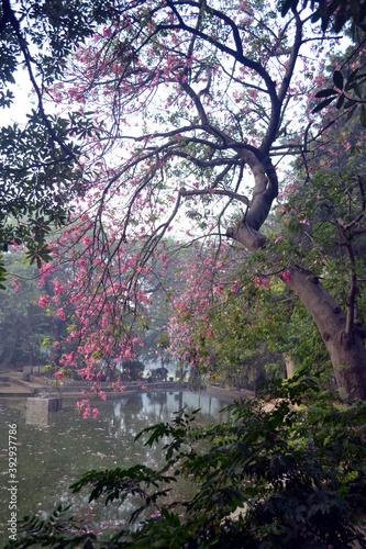 A serene pink flower tree beside a lake