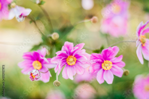 Anenome Flowers in a Summer Garden in Michigan photo