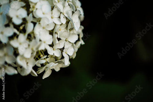 Close up of  an Annabell White Hydrangea Bloom with a Dark Background photo