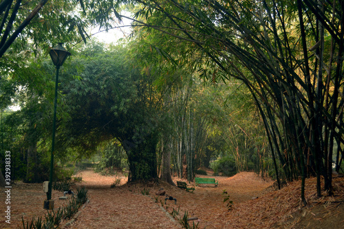 Two dirt paths and a street lamp in a forest area