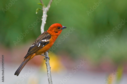 Male Flame-colored Tanager, Piranga bidentata, perched on a branch photo