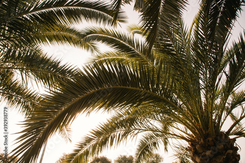 Tropical palm leaves with sunbeams  floral drawing background  real photo