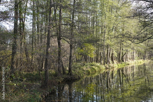 Grüne, sonnige Flusslandschaft im Wald