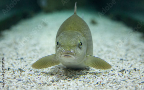 Male Common barbel, species of freshwater fish abundant in Guadi photo