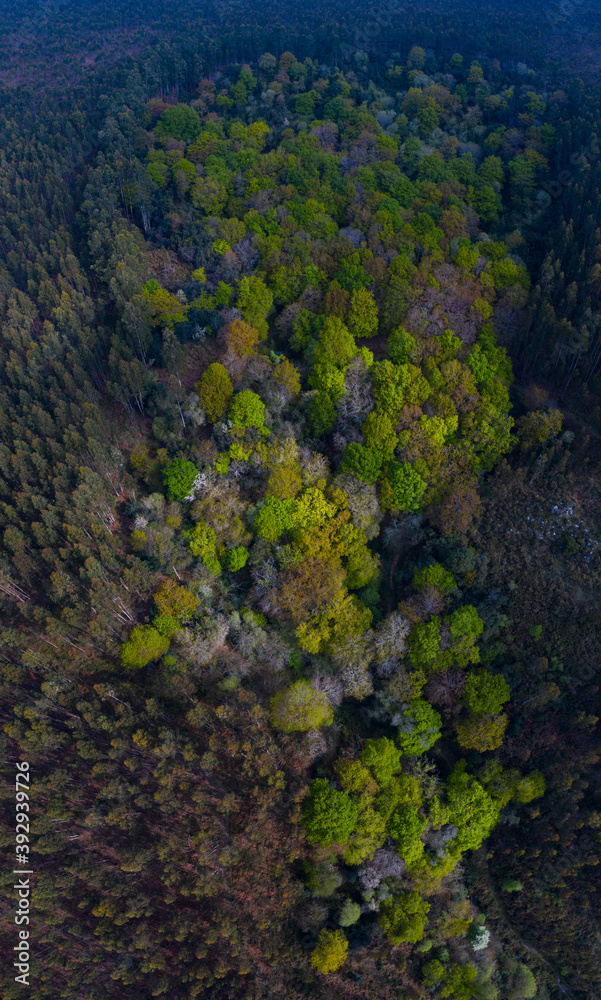 Forest in springtime, La Cubilla Cave, Sámano, Castro Urdiales Municipality, Cantabria, Spain, Europe Forest in springtime, La Cubilla Cave, Sámano, Castro Urdiales Municipality, Cantabria, Spain, Europe