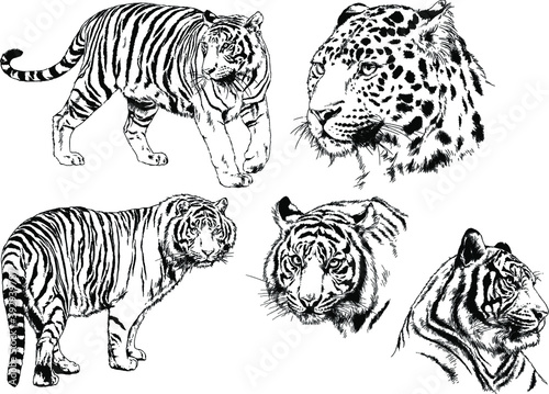 vector drawings sketches different predator   tigers lions cheetahs and leopards are drawn in ink by hand   objects with no background 