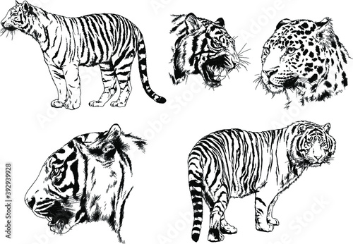 vector drawings sketches different predator   tigers lions cheetahs and leopards are drawn in ink by hand   objects with no background 