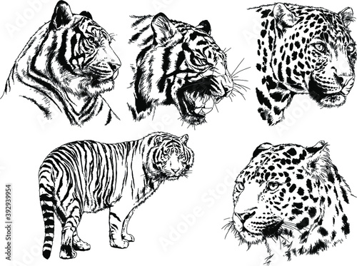 vector drawings sketches different predator , tigers lions cheetahs and leopards are drawn in ink by hand , objects with no background 