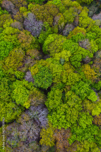 Oak forest, Forest in springtime, Sámano, Castro Urdiales Municipality, Cantabria, Spain, Europe