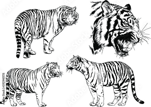 vector drawings sketches different predator   tigers lions cheetahs and leopards are drawn in ink by hand   objects with no background 
