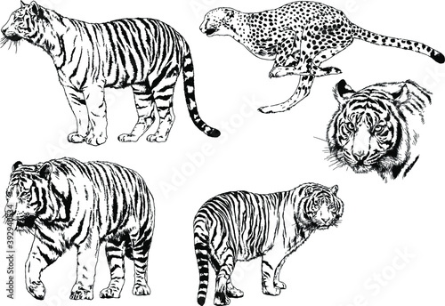 vector drawings sketches different predator   tigers lions cheetahs and leopards are drawn in ink by hand   objects with no background 