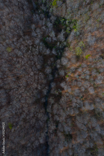 Springtime, Beech forest, Altube, Gorbeia Natural Park, Alava, Basque Country, Spain, Europe photo