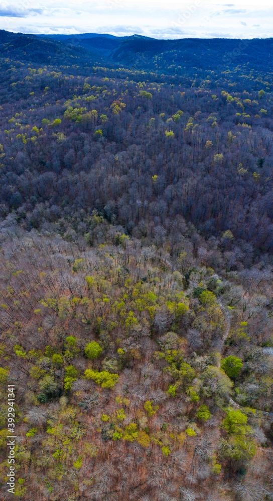 Springtime, Beech forest, Altube, Gorbeia Natural Park, Alava, Basque Country, Spain, Europe Springtime, Beech forest, Altube, Gorbeia Natural Park, Alava, Basque Country, Spain, Europe