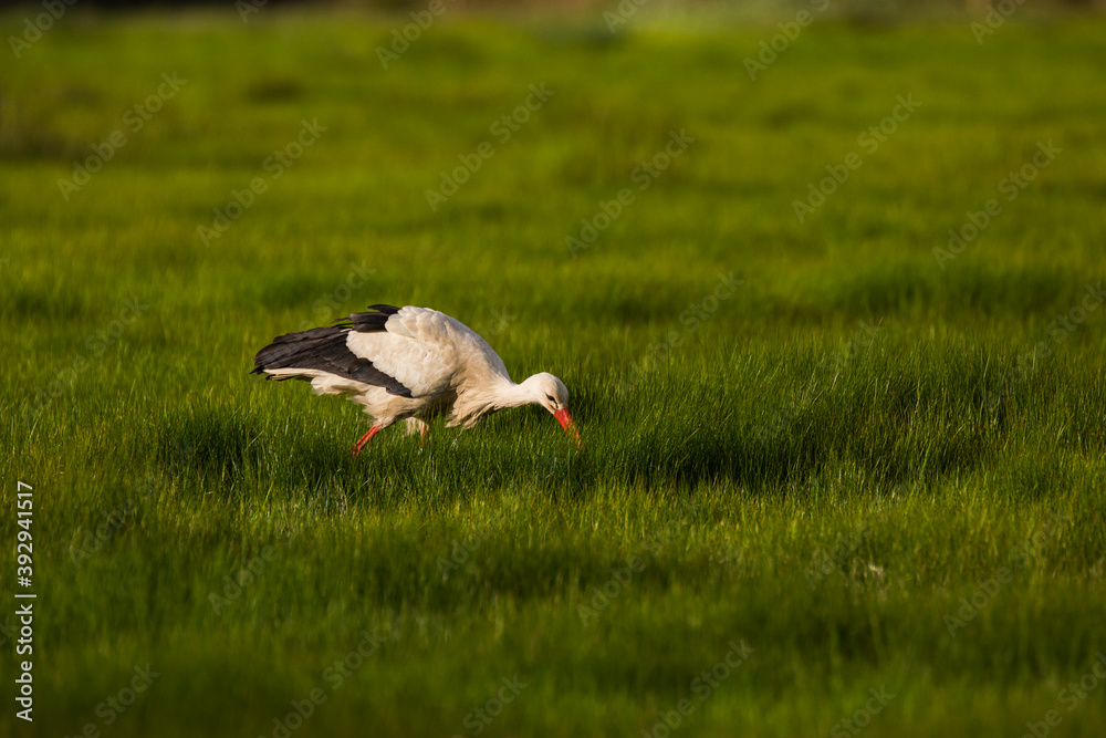 Fototapeta premium Storks in spring in Aiguamolls De L'Emporda Nature Reserve, Spain