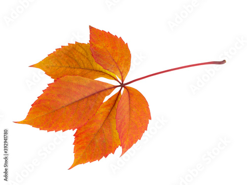 Red autumn leaf isolated on the white