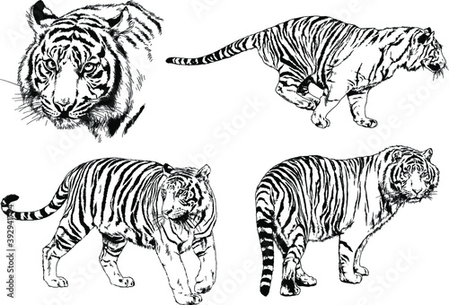 vector drawings sketches different predator , tigers lions cheetahs and leopards are drawn in ink by hand , objects with no background 