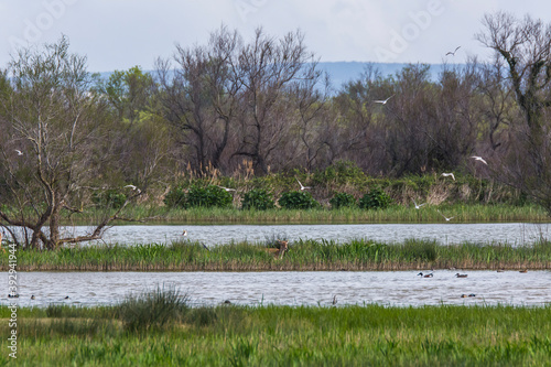 Fototapeta Naklejka Na Ścianę i Meble -  Fallow deer in Aiguamolls De L'Emporda Nature Reserve, Spain