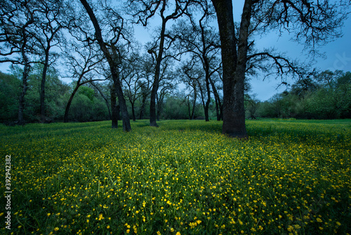 Idyllic California Hillsides Filled with Wildflowers Bloom after photo