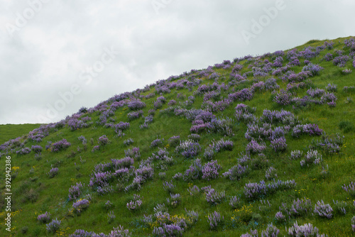 Idyllic Endless Fields of Purple Lupine Cover a Grassy Californi photo