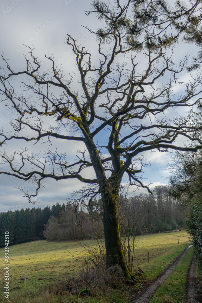 Tree with distinct branches on a hilly countryside during winter in the sun