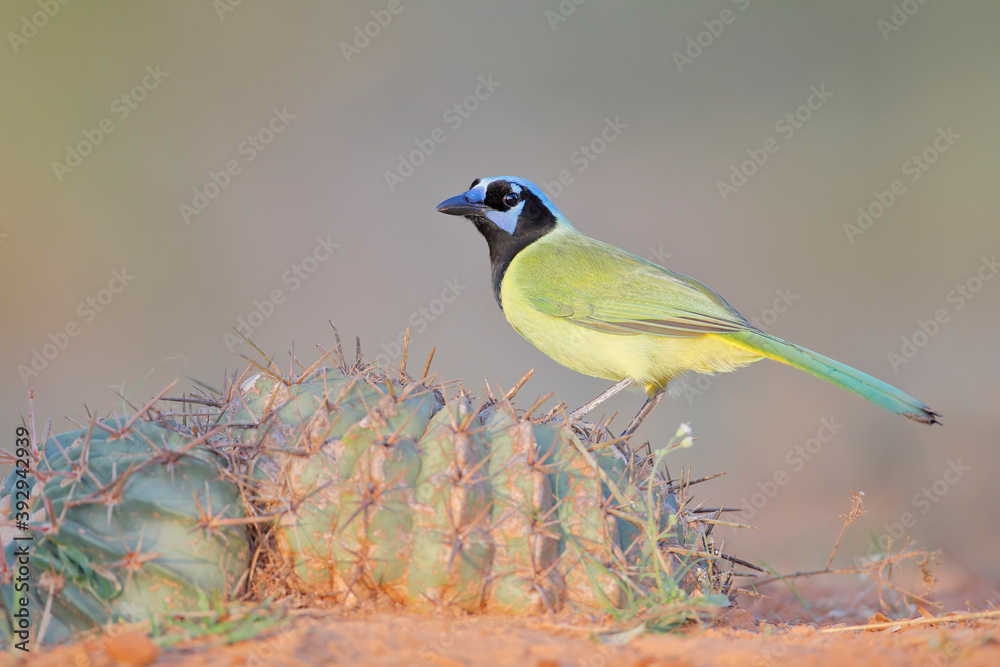 Obraz premium Green Jay (Cyanocorax luxuosus) perched on cactus, South Texas, USA