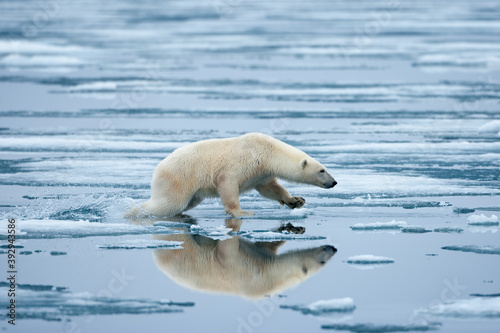 Polar Bear on Melting Ice, Svalbard, Norway