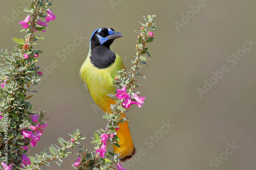 Green Jay (Cyanocorax luxuosus) perched on flower, South Texas, USA photo