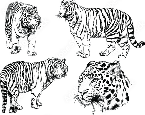 vector drawings sketches different predator   tigers lions cheetahs and leopards are drawn in ink by hand   objects with no background