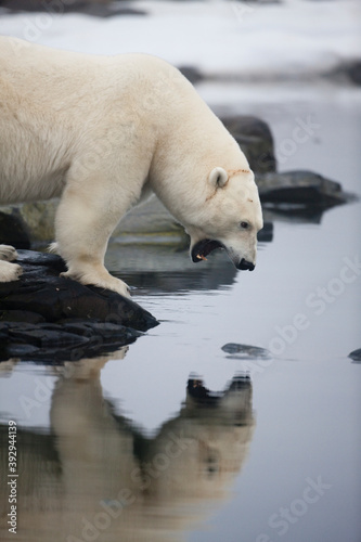 Polar Bear, Svalbard, Norway