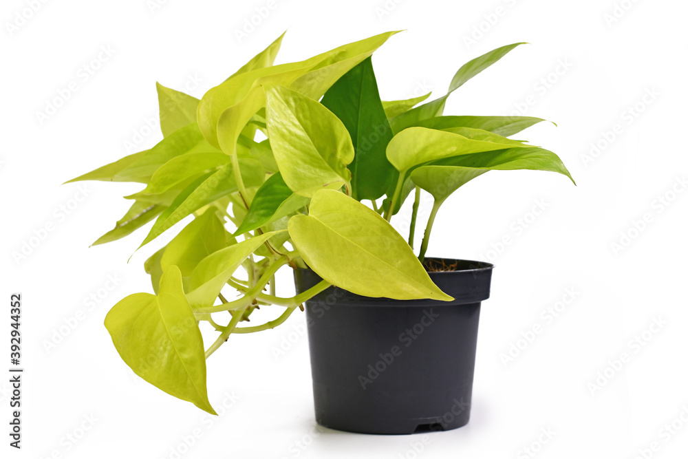 Tropical 'Epipremnum Aureum Lemon Lime' houseplant with neon green leaves  in flower pot isolated on white background Photos | Adobe Stock